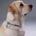 Customized Dog Tag ID for Dogs and Cats Tag  Bone Personalized Text 