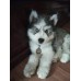 Customized Dog Cat Tag Pet ID Personolized Design